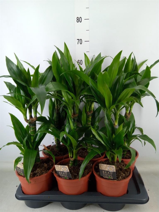 <h4>Dracaena frag. 'Janet Craig'</h4>