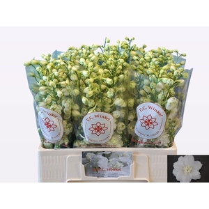 DELPH DU CENT WHITE