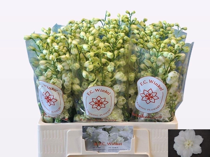 <h4>DELPH DU CENT WHITE</h4>
