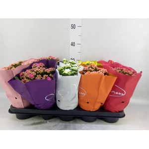Kalanchoe blos. 'Perfecta'  ..mix 5