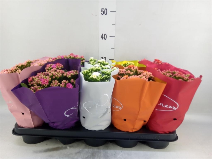 <h4>Kalanchoe blos. 'Perfecta'  ..mix 5</h4>