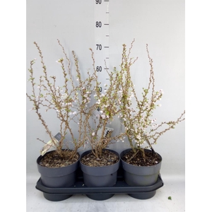 Prunus incisa 'Kojou-no-mai'