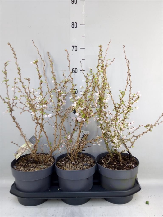 <h4>Prunus incisa 'Kojou-no-mai'</h4>