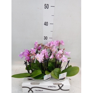 Phalaenopsis   ...mini