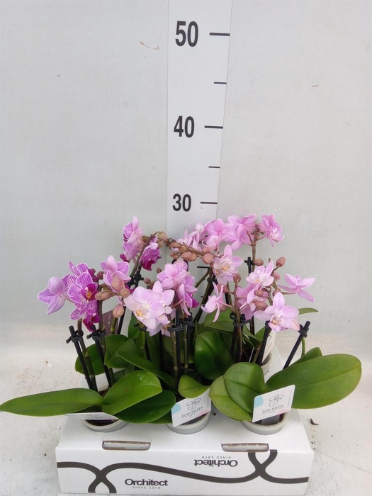 <h4>Phalaenopsis ...mini</h4>