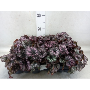 Begonia BD 'MagicColours Cumbia'