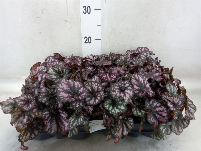 <h4>Begonia BD 'MagicColours Cumbia'</h4>