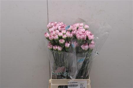 <h4>Di St Mariposa</h4>