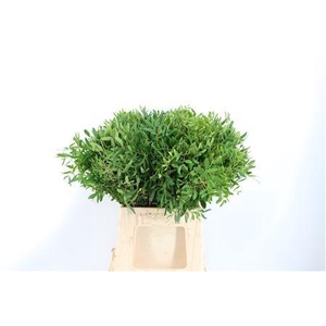 PISTA OV BLAD