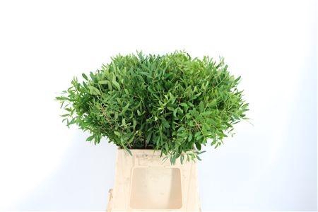 <h4>PISTA OV BLAD</h4>