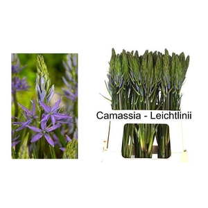 CAMASS LEI CAERULEA
