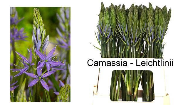 <h4>CAMASS LEI CAERULEA</h4>