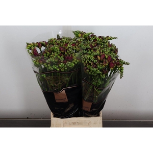 Fr Du Expression (duinland)