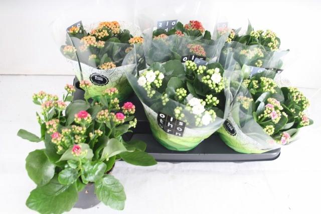 <h4>KAL GE GEM 5 KL</h4>