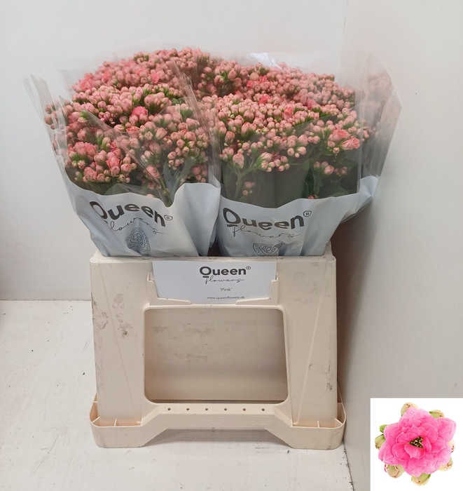 <h4>KAL SWE PINK MEADOW</h4>
