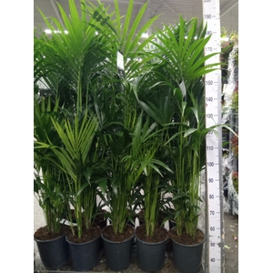 Howea forsteriana