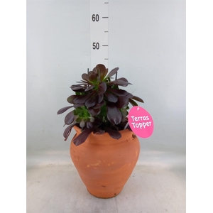 Aeonium arboreum 'Velours'