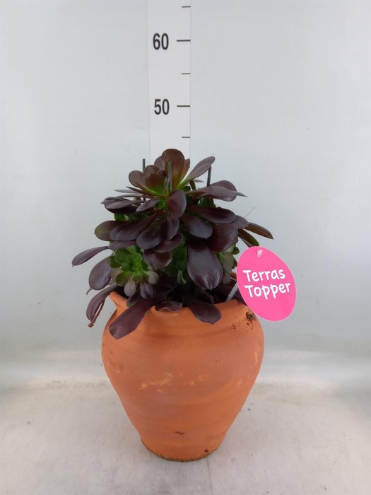 <h4>Aeonium arboreum 'Velours'</h4>