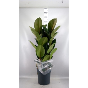 Ficus elastica 'Robusta'