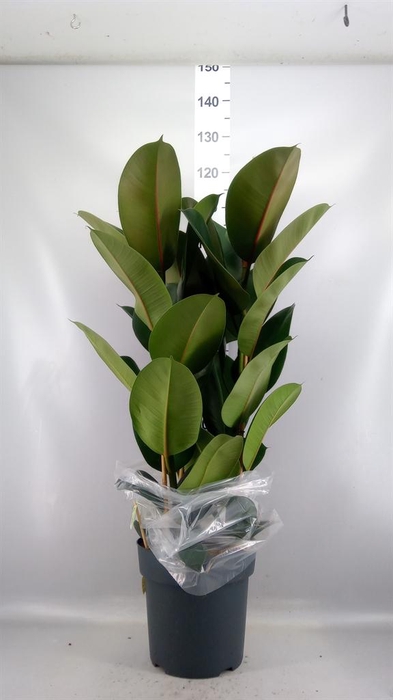 <h4>Ficus elastica 'Robusta'</h4>