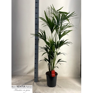 Howea forsteriana 24Ø 160cm 5pp