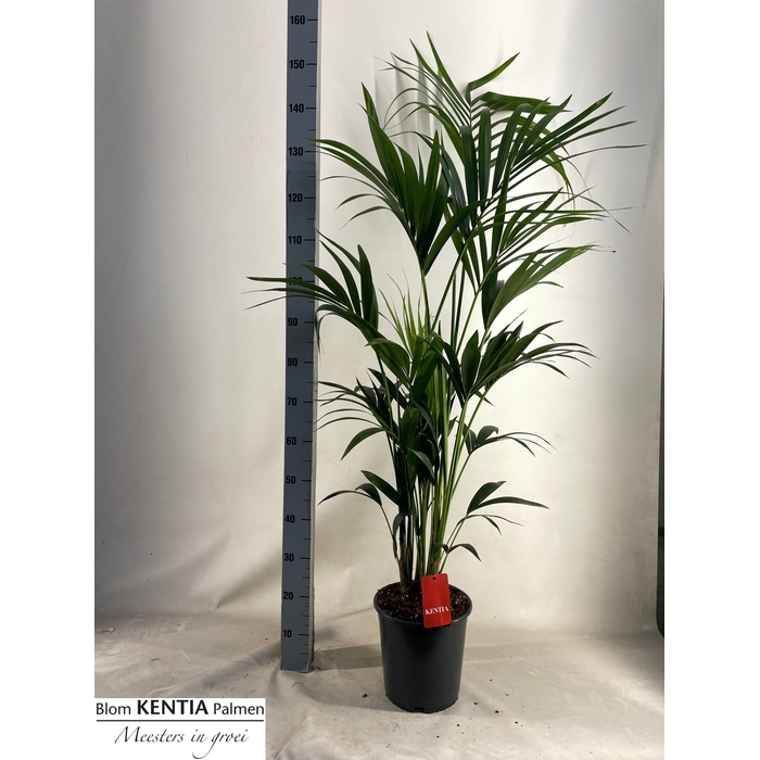 <h4>Howea forsteriana 24Ø 160cm 5pp</h4>