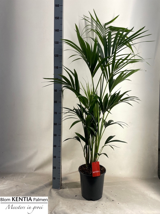 Howea forsteriana 24Ø 160cm 5pp