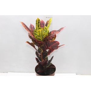 CROTON HIBRIDO EXCELLENT P17