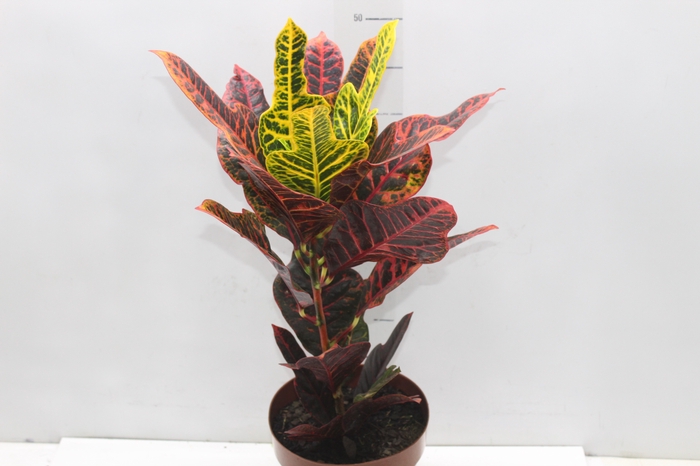 <h4>CROTON HIBRIDO EXCELLENT P17</h4>