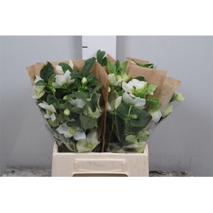 Hell Or Queens White