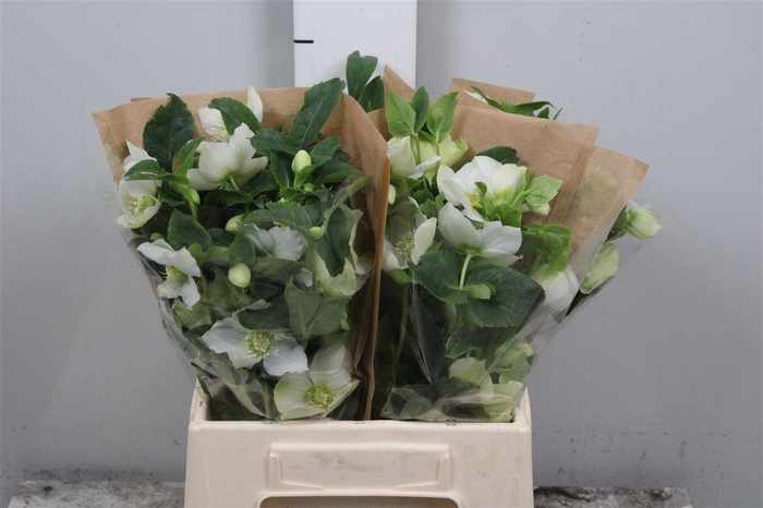 <h4>Hell Or Queens White</h4>