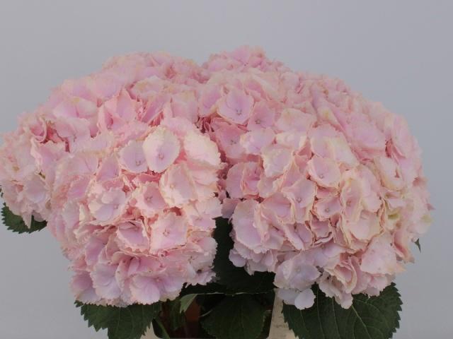 <h4>HYDR M CH VERENA</h4>