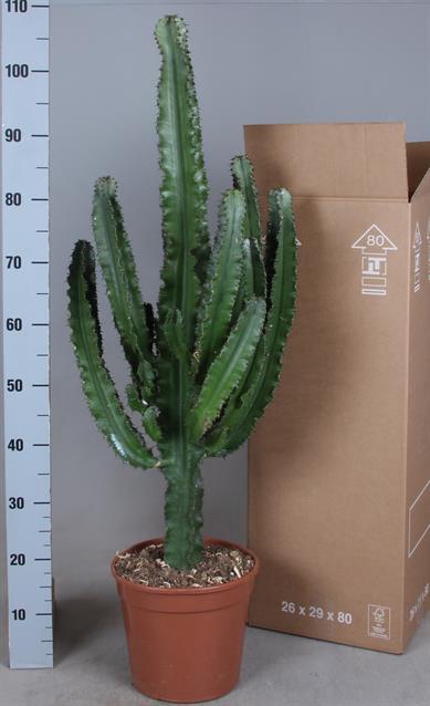 EUPHOR INGENS