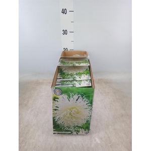 Dahlia   ...flowerbulbs