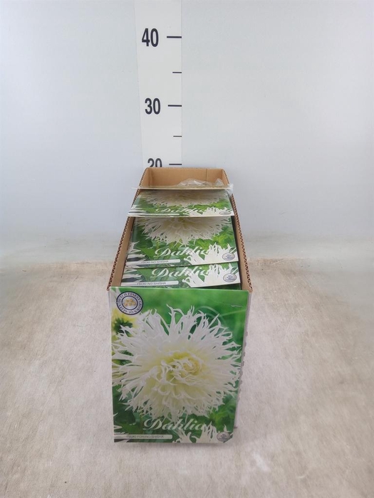 <h4>Dahlia   ...flowerbulbs</h4>