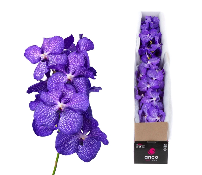 <h4>Vanda 'Kanchana Magic Blue'</h4>