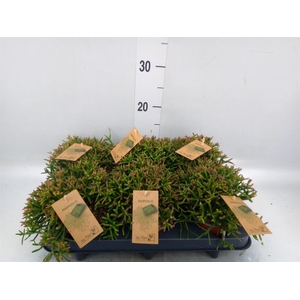 Rhipsalis burchellii