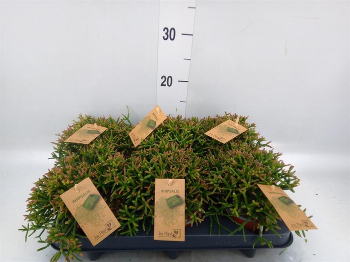 <h4>Rhipsalis burchellii</h4>