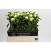 Paeonia Duchesse De Nemours