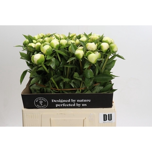 Paeonia Duchesse De Nemours