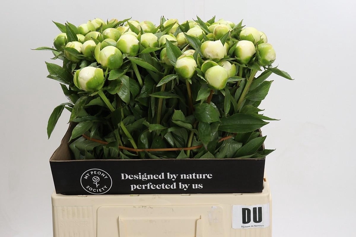 Paeonia Duchesse De Nemours