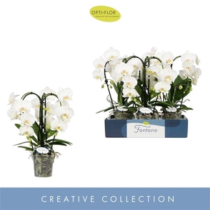 Fontano Bellagio 3 spike