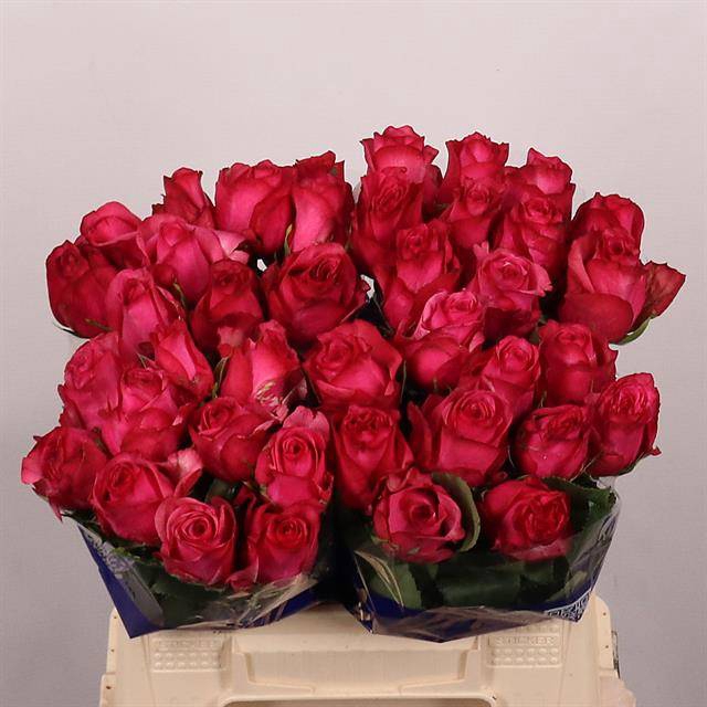 <h4>Rosa large paloma royala</h4>