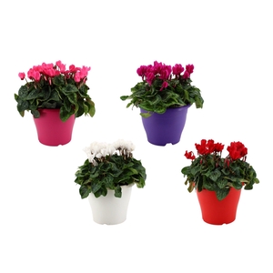 Cyclamen gemengd in 19 cm terraspot ton sur ton