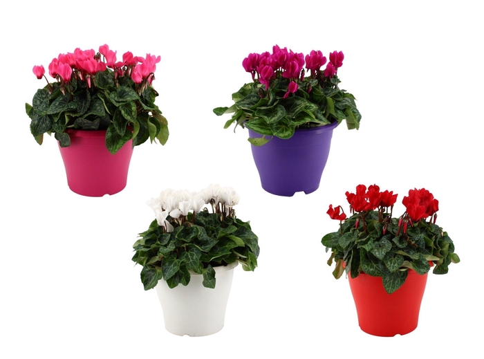 <h4>Cyclamen gemengd in 19 cm terraspot ton sur ton</h4>