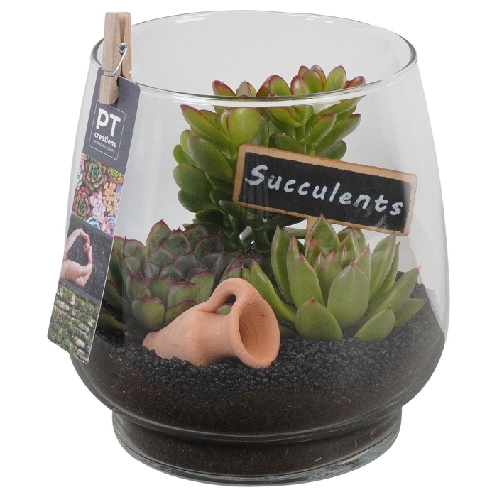<h4>PTSU8411 Arrangement Succulenten in glazen vaas</h4>