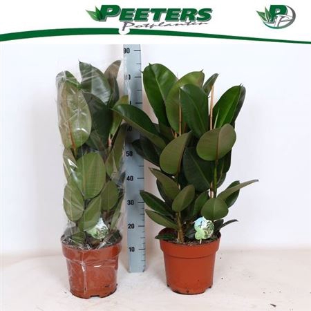 <h4>Ficus elastica 'Robusta'</h4>