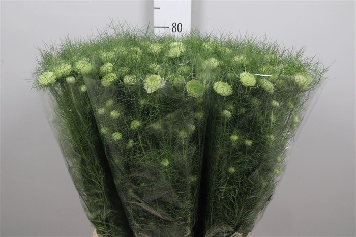 <h4>Nige D Mixed</h4>