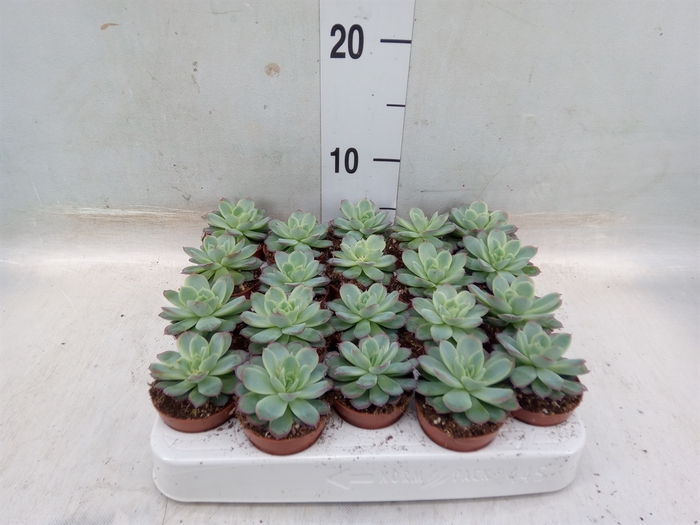 <h4>Echeveria   ...not flowering</h4>