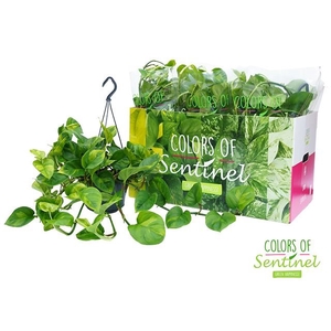 Epipremnum pinnatum Global Green hangpot